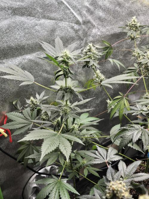 Big Banana 🍌. Week 8