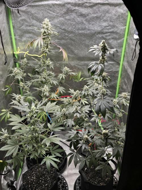 Big Banana 🍌. Week 8