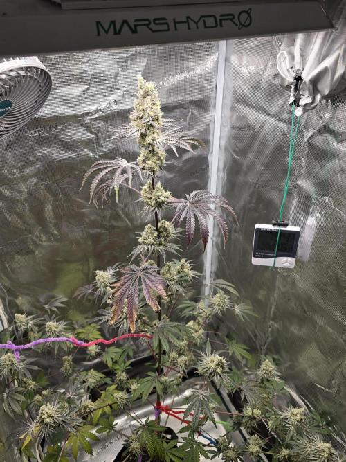 Blueberry Faygo. Week 13