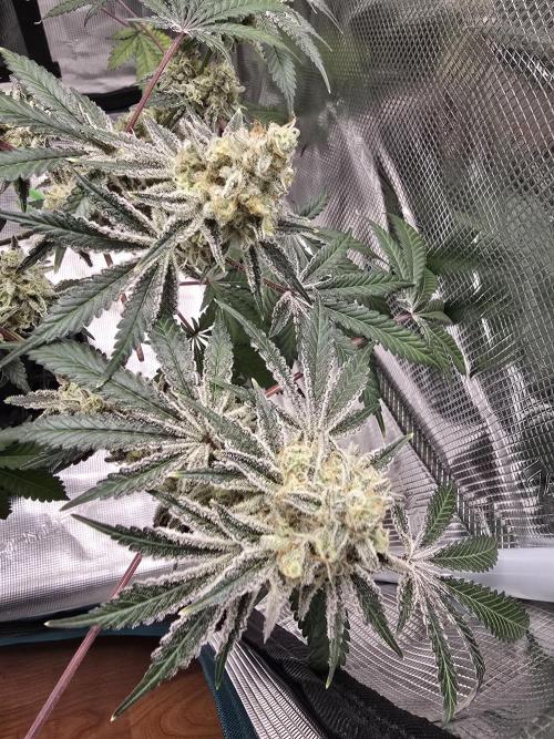 Blueberry Faygo. Week 13