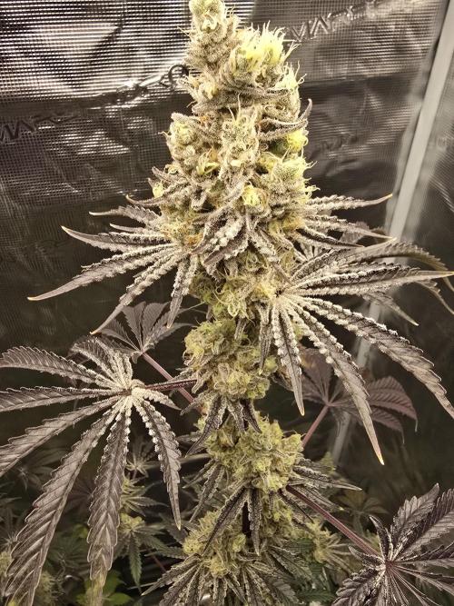 Blueberry Faygo. Week 13