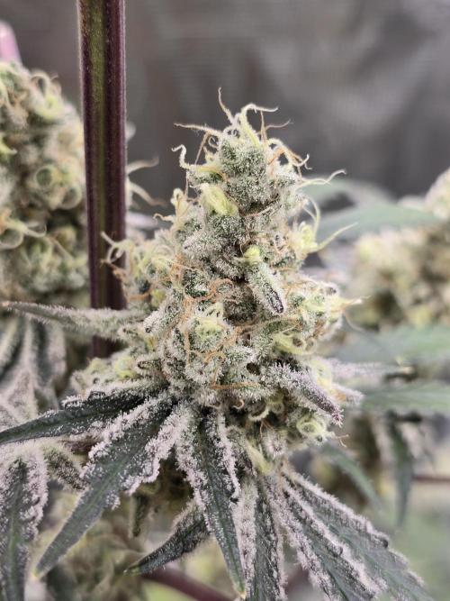 Blueberry Faygo. Week 13
