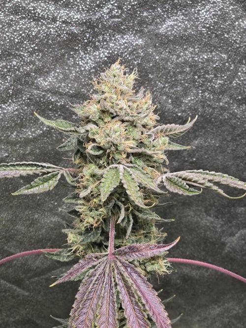 🍫 haze. Week 13