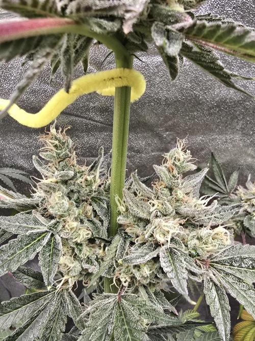 🍫 haze. Week 13