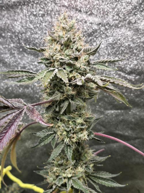 🍫 haze. Week 13