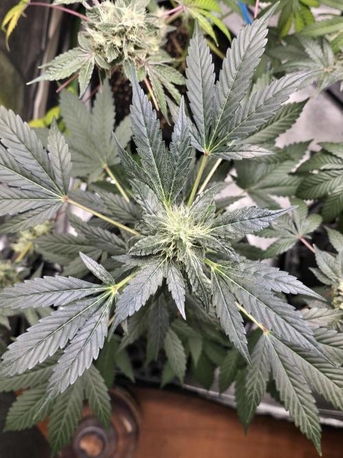 Big Banana 🍌. Week 9