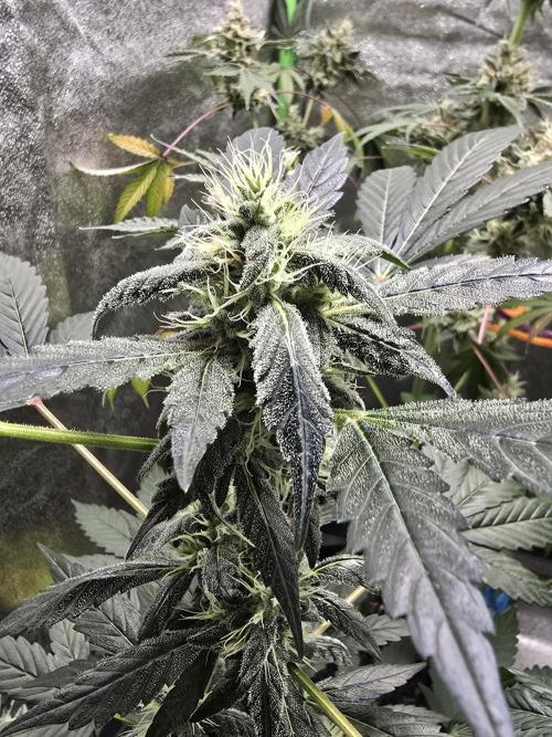 Big Banana 🍌. Week 9