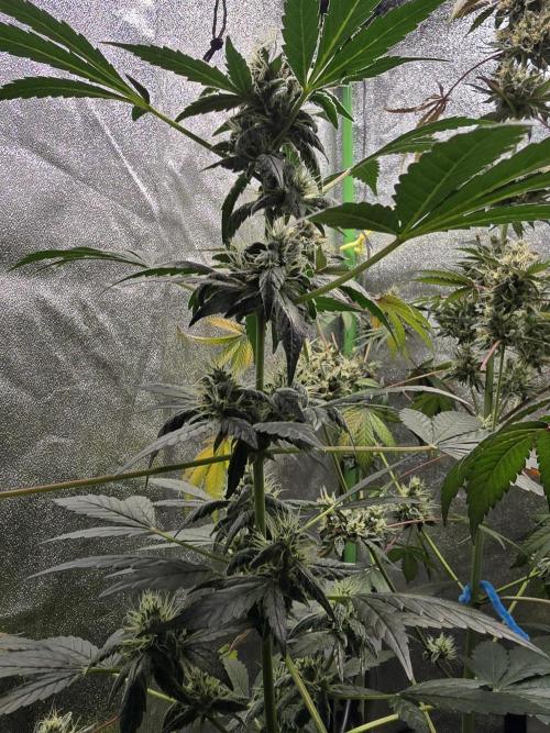 Big Banana 🍌. Week 9