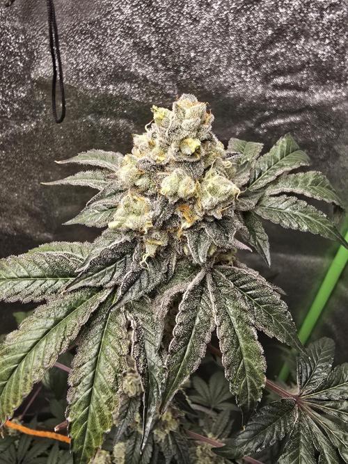 Gelato 41. Week 14