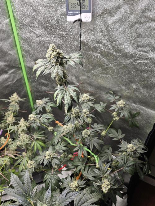 Gelato 41. Week 14