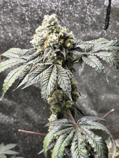 Gelato 41. Week 14