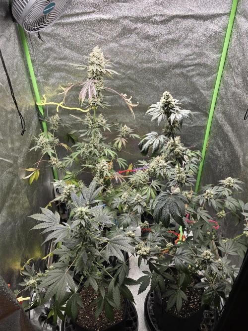 Gelato 41. Week 14