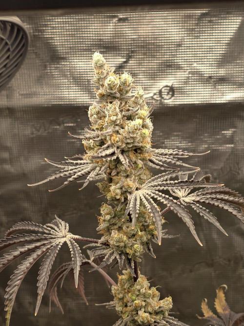 Blueberry Faygo. Week 14