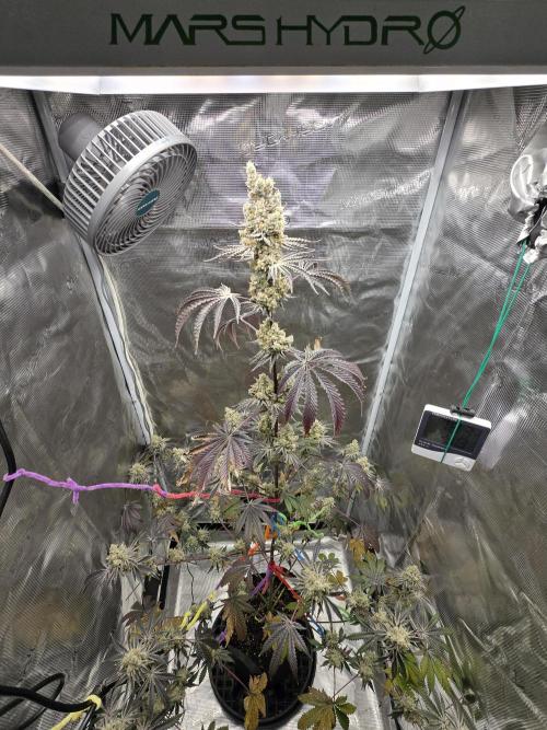 Blueberry Faygo. Week 14