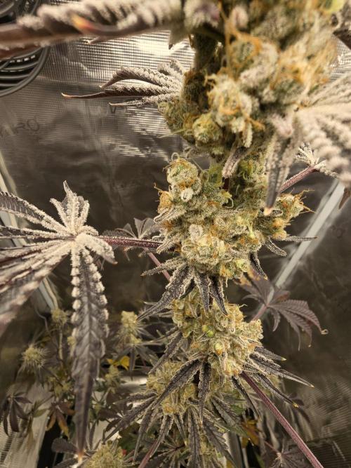 Blueberry Faygo. Week 14