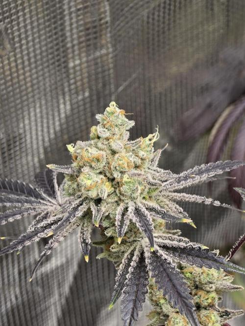 Blueberry Faygo. Week 14