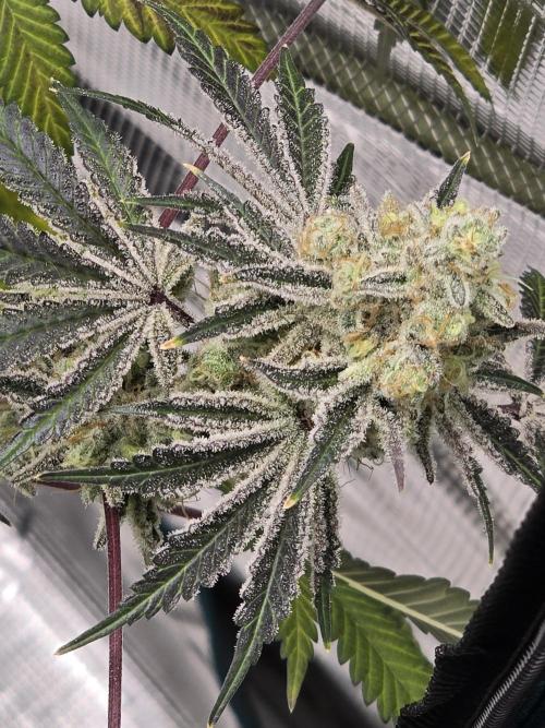 Blueberry Faygo. Week 14