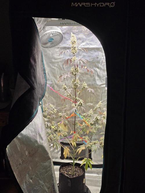 Blueberry Faygo. Week 14