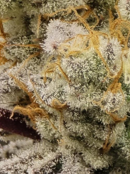 Blueberry Faygo. Week 15 - 2 days b4 chop