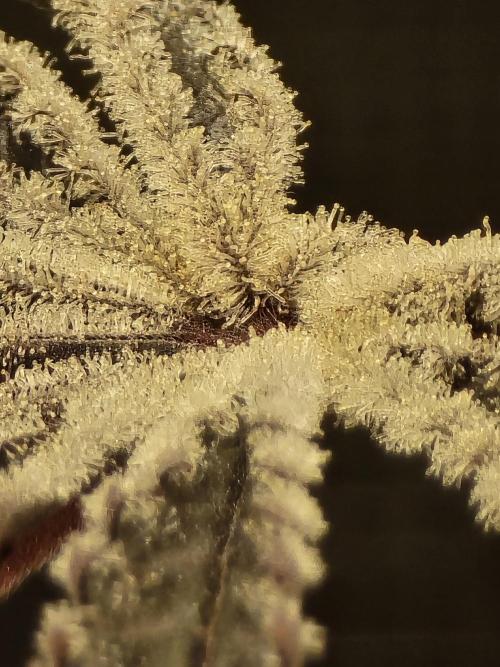 Blueberry Faygo. Week 15 - Frosty 