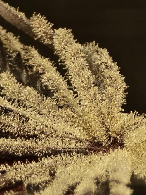Blueberry Faygo. Week 15