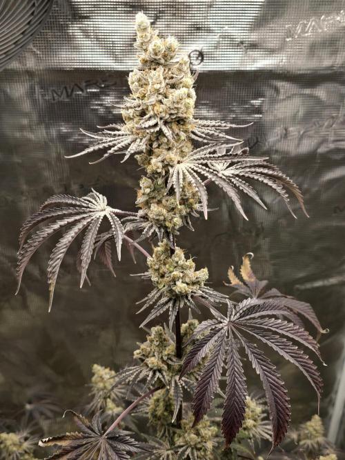 Blueberry Faygo. Week 15