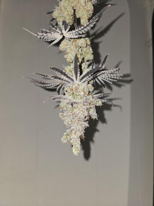 Blueberry Faygo. Week 15