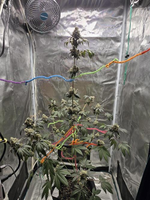 Gelato 41. Week 15