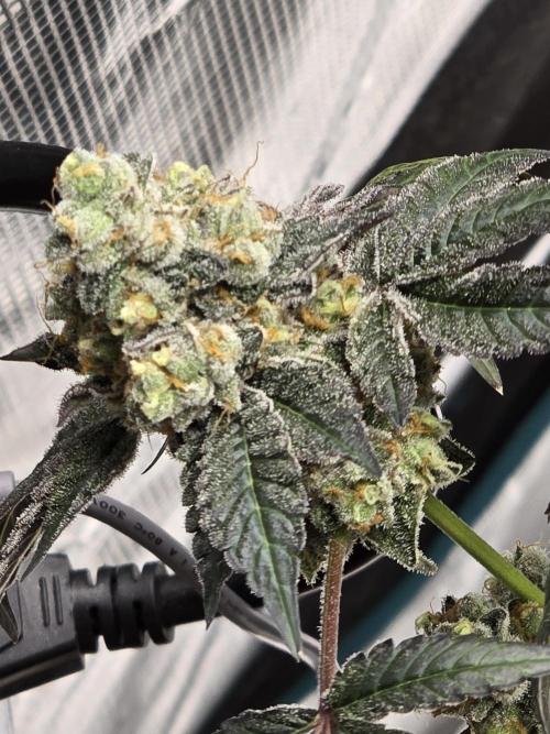 Gelato 41. Week 15
