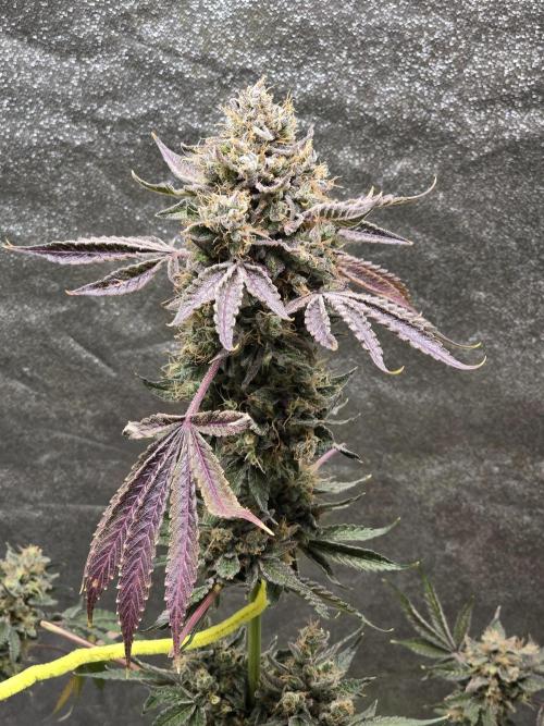 🍫 haze. Week 14