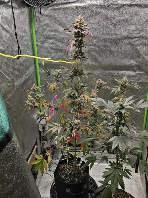 🍫 haze. Week 14