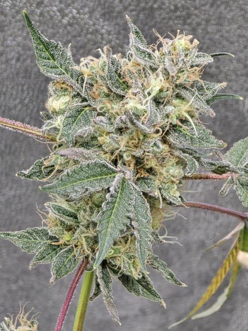 🍫 haze. Week 14