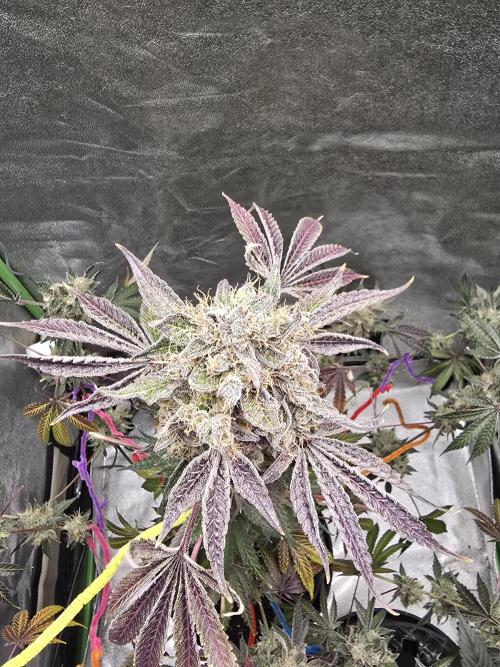 🍫 haze. Week 14