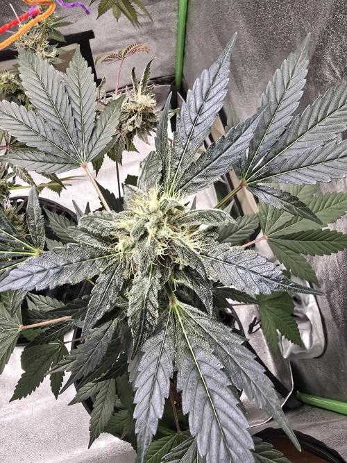Big Banana 🍌. Week 10