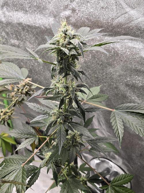 Big Banana 🍌. Week 10