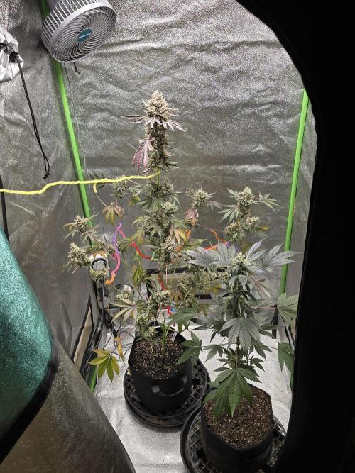 Banana Daddy Auto R BX2. Week 10