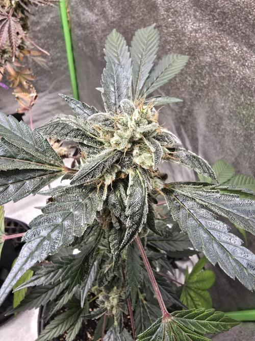 Big Banana 🍌. Week 11
