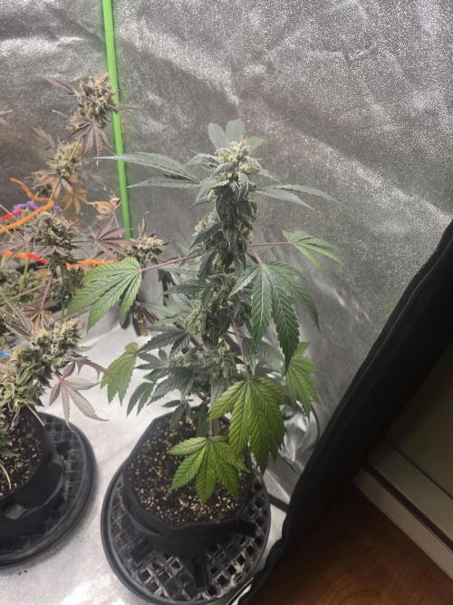 Banana Daddy Auto R BX2. Week 11