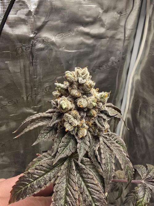 Gelato 41. Week 16