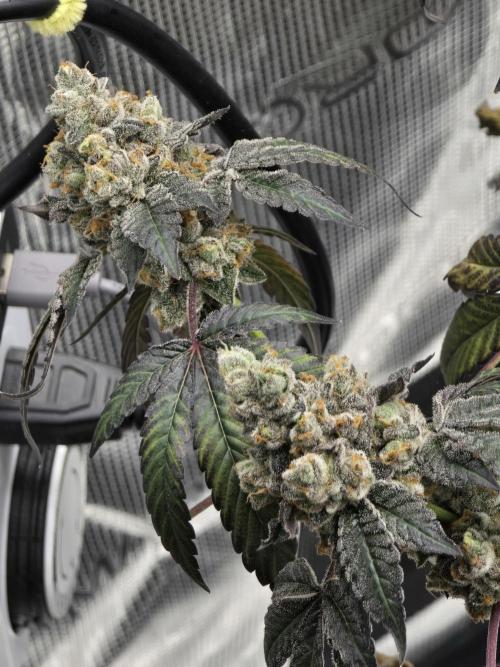 Gelato 41. Week 16