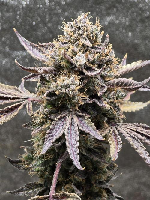 🍫 haze. Week 15