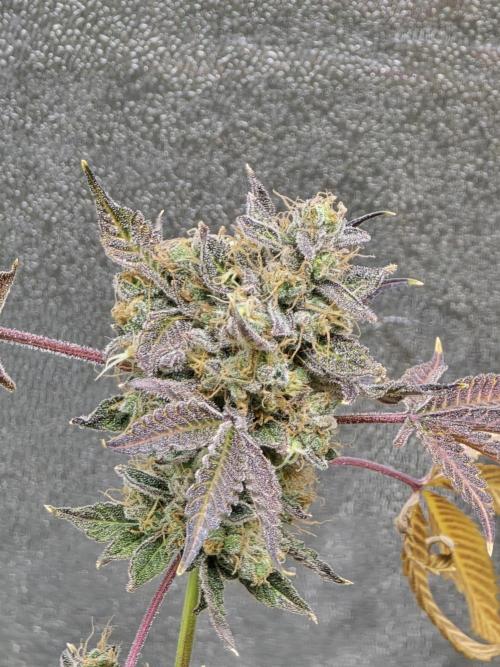 🍫 haze. Week 15