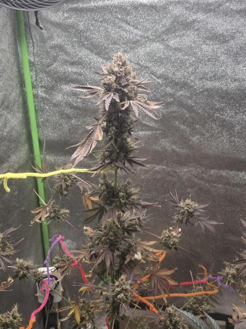 🍫 haze. Week 15