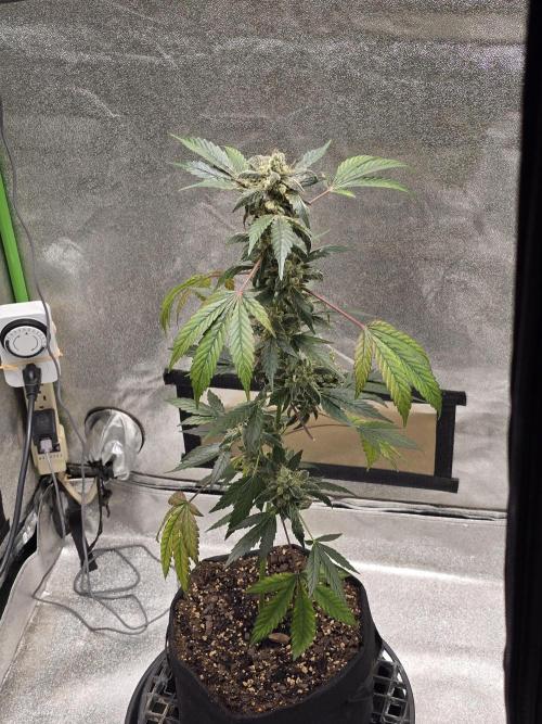 Big Banana 🍌. Week 12