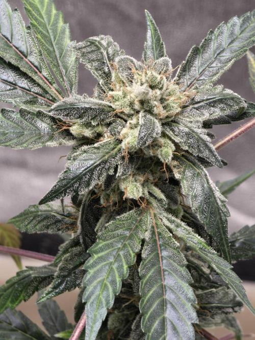 Big Banana 🍌. Week 12