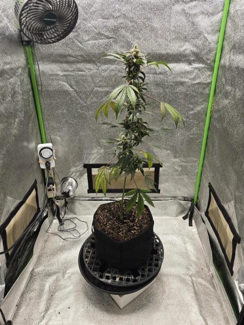 Banana Daddy Auto R BX2. Week 12