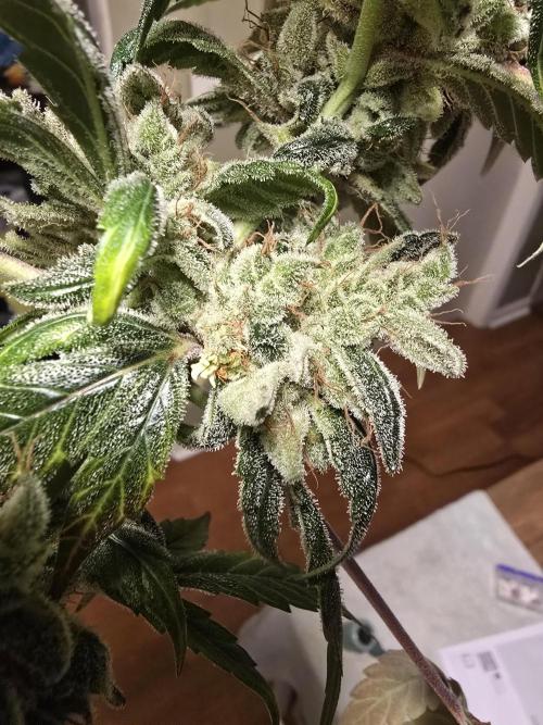 Big Banana 🍌. Week 13