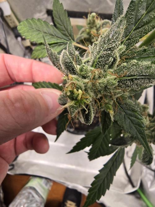 Big Banana 🍌. Week 13