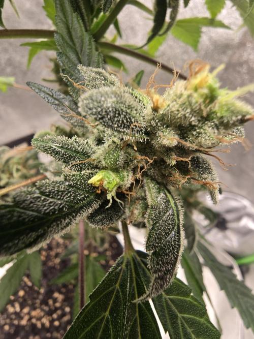 Big Banana 🍌. Week 13