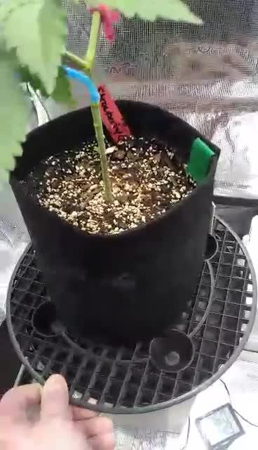 Weedseedsexpress strong genetics 💪